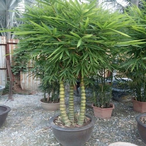 cây trước nhà, cây phong thuỷ, cây tài lộc