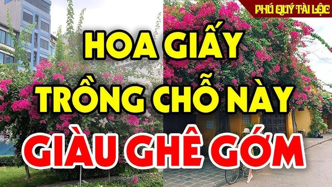 trong-hoa-giay-1128 Hợp Mệnh Hút Lộc về túi: 3 tuổi trồng cây hoa giấy trước cửa tiền đếm mỏi tay