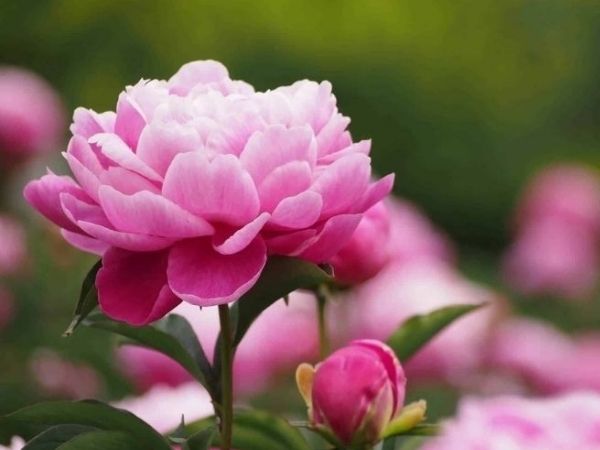 Trong vòng 3 ngày liên tiếp 6, 7, 8/6, 3 con giáp hoan hỷ đón TÀI LỘC, cơ may trong tầm tay, sự nghiệp thăng hoa, tương lai xán lạn - Ảnh 3