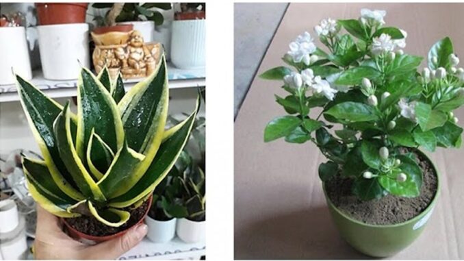 Mất 27 năm nghiên cứu tìm ra 10 loại cây nhả khí oxy ban đêm, để trong phòng ngủ còn đuổi muỗi, hút khí độc Mất 27 năm nghiên cứu tìm ra 10 loại cây nhả khí oxy ban đêm, để trong phòng ngủ còn đuổi muỗi, hút khí độc