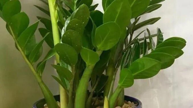 Có 2 tuổi trồng cây kim tiền là đại kị, để trong nhà tiền chảy hết ra Có 2 tuổi trồng cây kim tiền là đại kị, để trong nhà tiền chảy hết ra