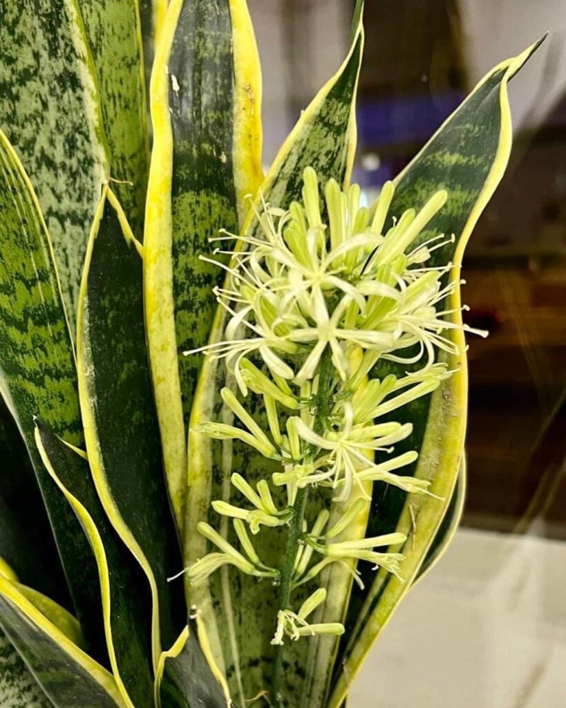 cay-luoi-ho-ra-hoa-4-819x1024