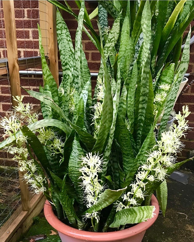 cay-luoi-ho-ra-hoa-bao-hieu-dieu-gi-den-1