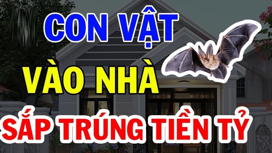 4 con vật vào nhà mang theo may mắn