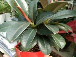 Trong văn hóa truyền thống, cây đa búp đỏ được xem là một “cây cát tường” tiêu biểu.