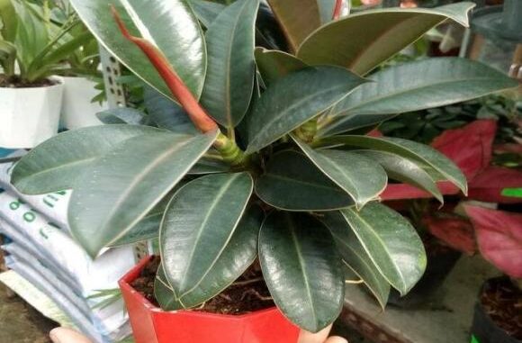 Trong văn hóa truyền thống, cây đa búp đỏ được xem là một “cây cát tường” tiêu biểu.