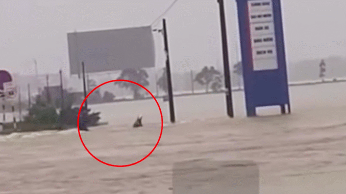 568243555_731342106006554_3557652071770052125_n