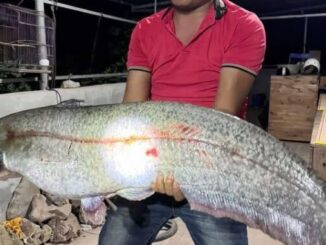 Sự thật vụ người dân câu được cá lạ 32 kg ở sông Hồng, chủ quán trả giá 10 triệu đồng- Ảnh 1.