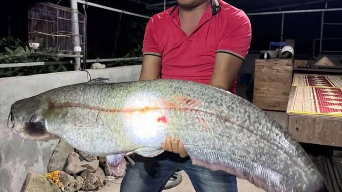 Sự thật vụ người dân câu được cá lạ 32 kg ở sông Hồng, chủ quán trả giá 10 triệu đồng- Ảnh 1.