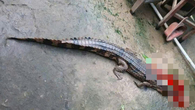 Vụ cá sấu sổng chuồng cắn thầy giáo ở Tây Ninh: Lời khai bất ngờ từ người nuôi- Ảnh 1.