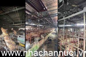 chay-trai-lon-o-quang-ninh-2-300x200-1