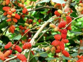 Cây dâu tằm, dương xỉ, cây phong thủy đại kỵ