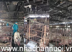 hinh-anh-chay-trai-lon-28-10-300x214-1