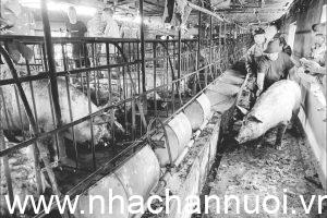 trai-lon-chay-o-quang-ninh-28-10-300x200-1