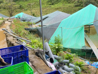 Sạt lở núi làm chết gần 70 tấn cá tầm, thiệt hại hơn 8 tỉ đồng- Ảnh 1.