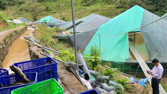 Sạt lở núi làm chết gần 70 tấn cá tầm, thiệt hại hơn 8 tỉ đồng- Ảnh 1.